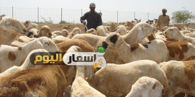اسعار اضاحي العيد في مصر 2019