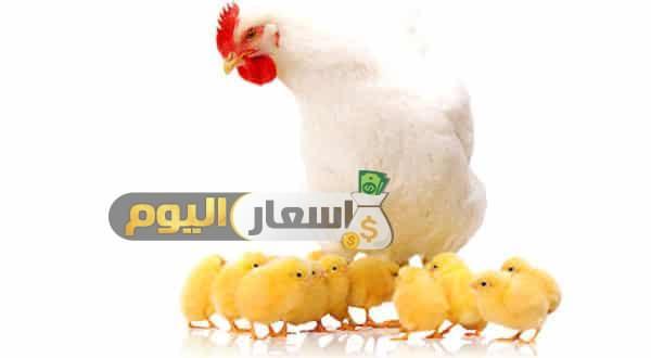 Photo of اسعار البيض والكتاكيت اليوم – بورصة الدواجن 2023 محدث يوميا