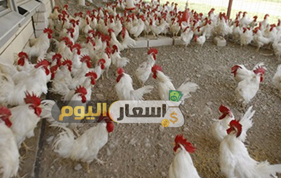 Photo of أسعار الدواجن اليوم ومشتقاتها فى مصر الخميس 8-12-2022 محدث