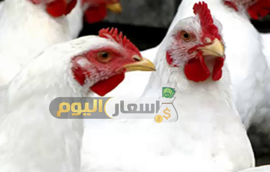 Photo of اسعار الدواجن اليوم بورصه الحاج منير السقا اليوم الأثنين 27-3-2023