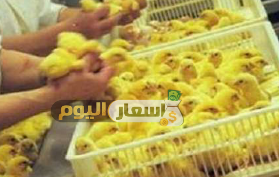 Photo of أسعار الكتاكيت البيضاء اليوم شركة الوادي