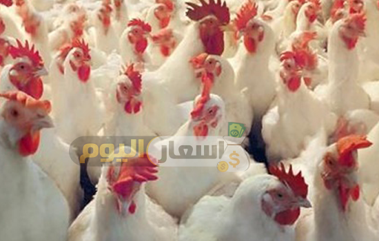 أسعار الدجاج في السعودية 2018