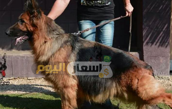 Photo of أسعار الكلاب في مصر 2022