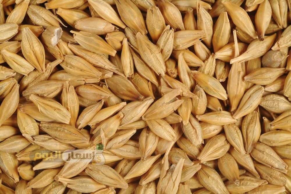 كم سعر طن الشعير في مصر