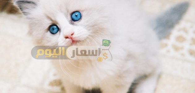 Photo of أسعار القطط الشيرازي 2022