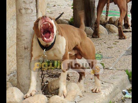 Photo of أسعار الكلاب البيتبول 2023