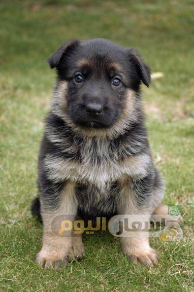 أسعار الكلاب الصغيرة في مصر 2019