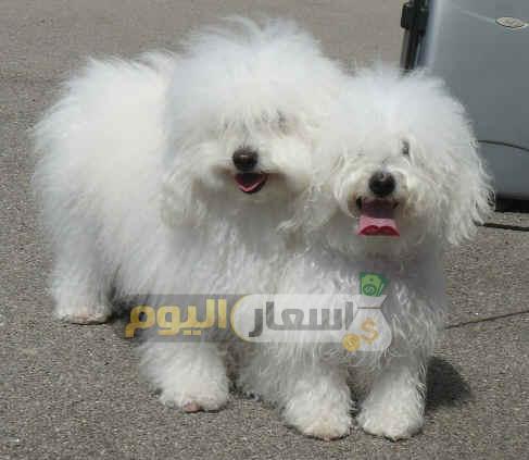 Photo of أسعار الكلاب اللولو 2023