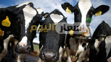 أسعار اللحوم الحية في مصر اليوم 2018