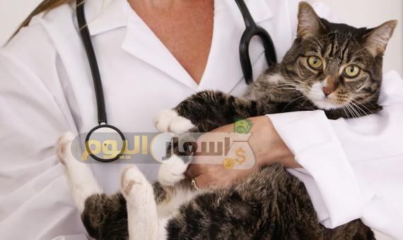 Photo of أسعار تطعيم القطط 2021