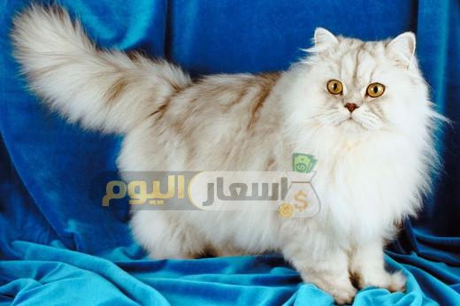 Photo of اسعار القطط في مصر وكيفية العناية بها