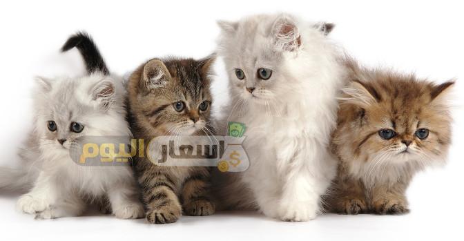 اسعار القطط في مصر