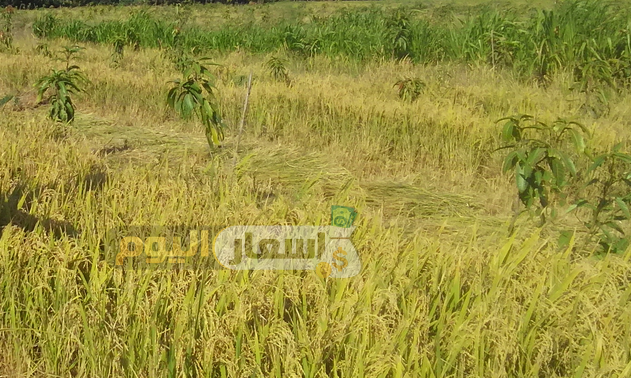 Photo of سعر الأرز الشعير اليوم 2022 اخر تحديث