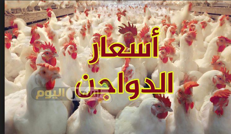 Photo of أسعار الدواجن يوم بيوم الثلاثاء 28-6-2022