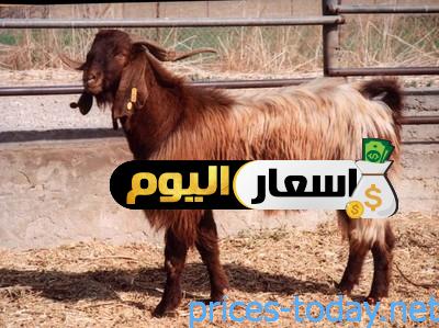 Photo of اسعار الماعز الشامي 2022