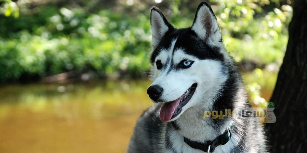 اسعار كلاب الهاسكي فى مصر 2021