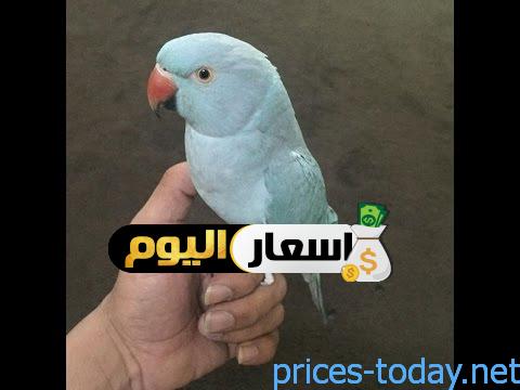 Photo of سعر الببغاء وأنواعه المتاحة في مصر 2023 اخر تحديث
