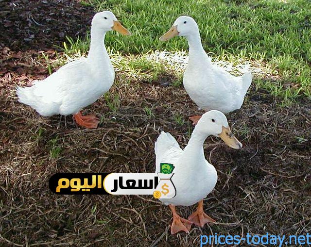 Photo of سعر البط المسكوفي لحم اليوم
