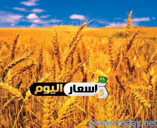 Photo of اسعار القمح اليوم لعام 2022