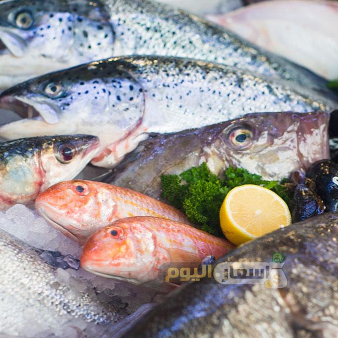 اسعار السمك اليوم في السعودية