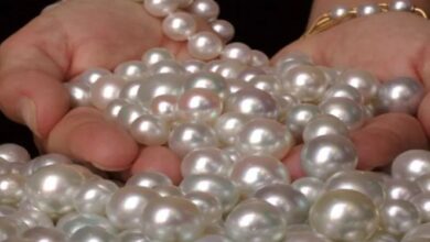 Photo of أسعار اللؤلؤ 2025.. كيف يقوم المحار بإنتاجه وما هي خصائصه وألوانه