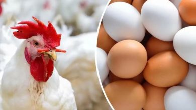 Photo of أسعار الدواجن وبورصة الدواجن 2025 وأسعار الكتاكيت والبيض والأعلاف اليوم في مصر