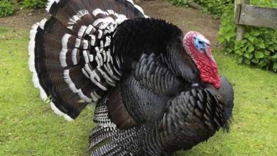 Photo of سعر الديك الرومي 2025