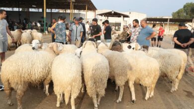 Photo of اسعار اضاحي العيد في مصر 2025 أسعار الأضاحى 1446