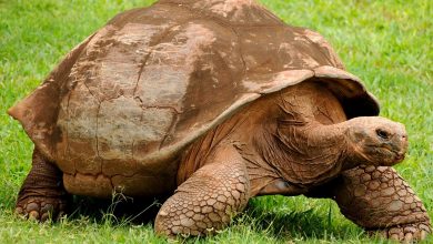 Photo of أسعار السلاحف فى مصر 2025 لهواة التربية