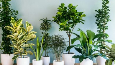 Photo of اسعار اشجار الزينة اليوم 2025