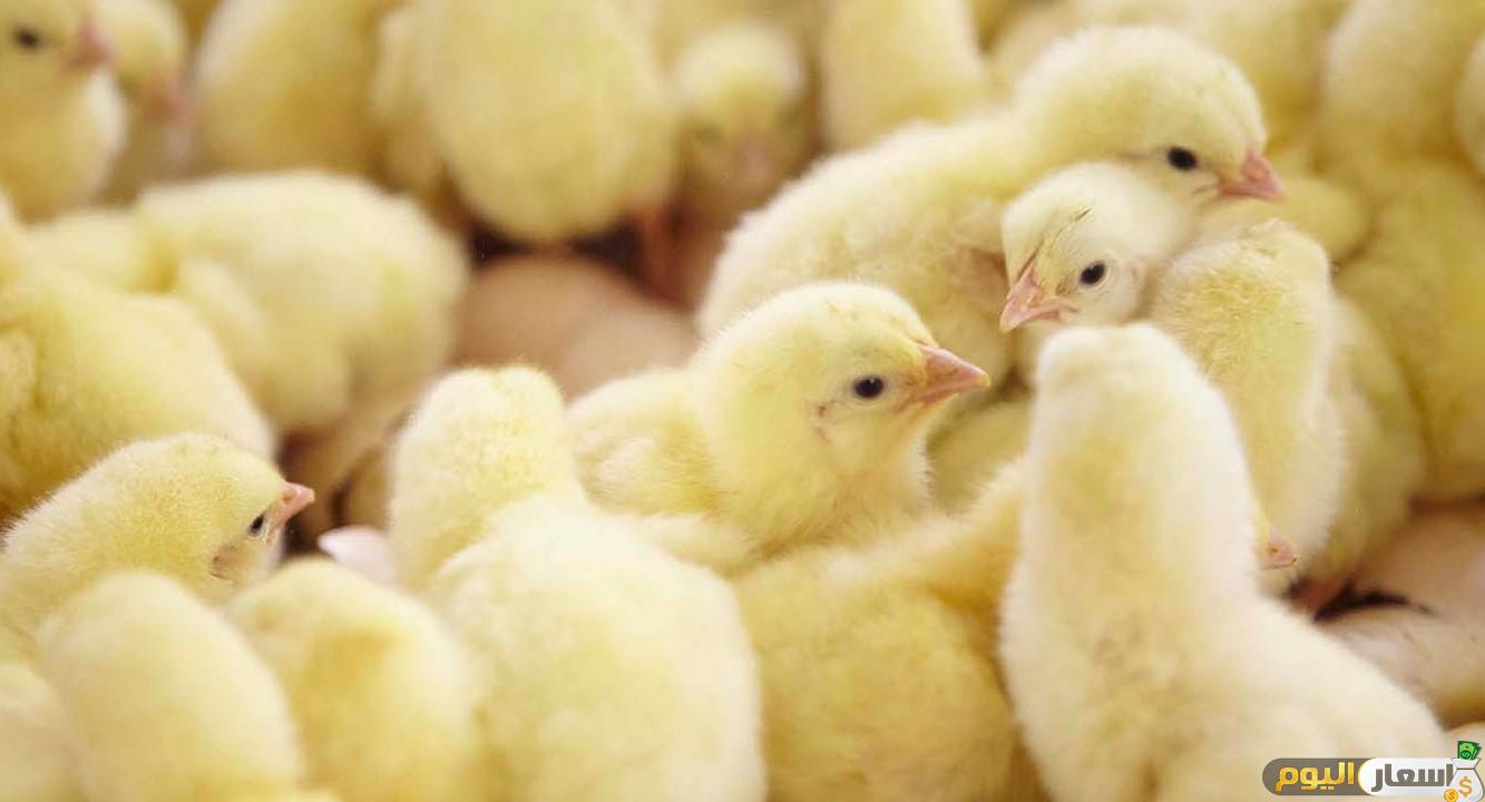 Photo of بورصة ماهر الشيخ اسعار الكتاكيت اليوم