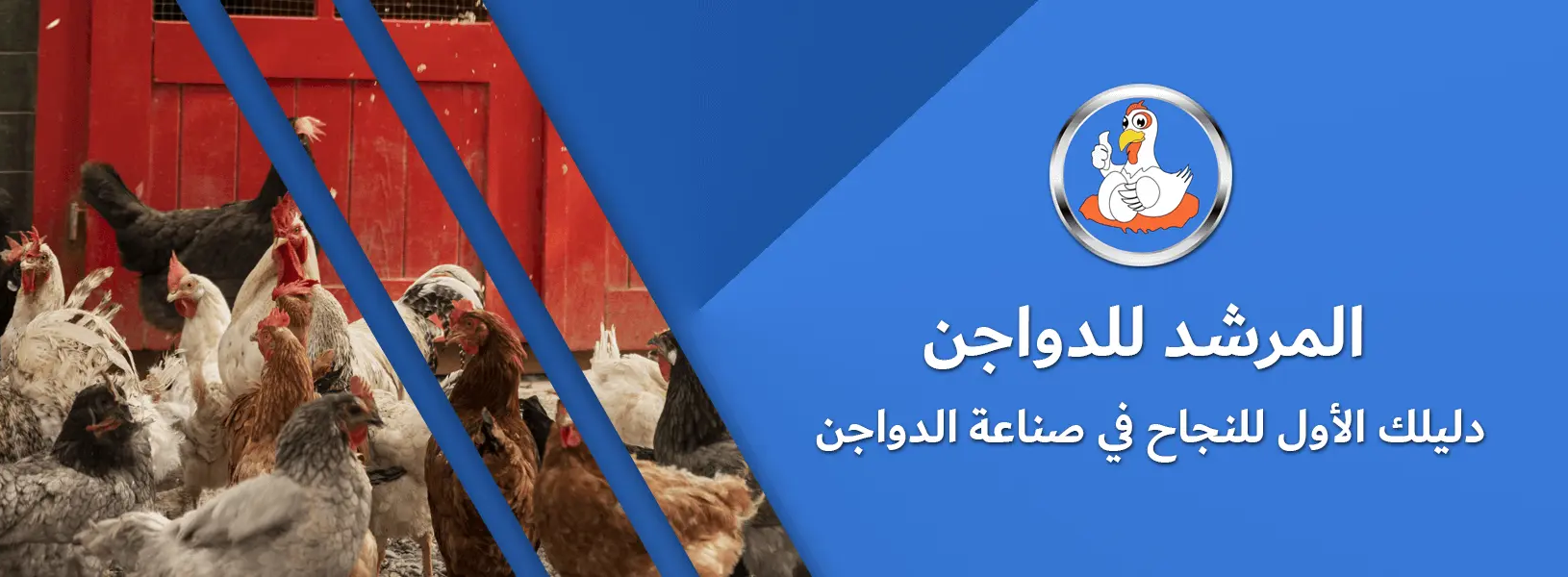 أسعار الدواجن في المرشد للدواجن اليوم 