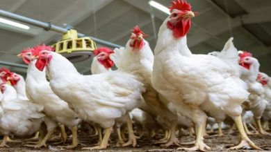 Photo of أسعار الدواجن يوم بيوم الجمعة 7-6-2025
