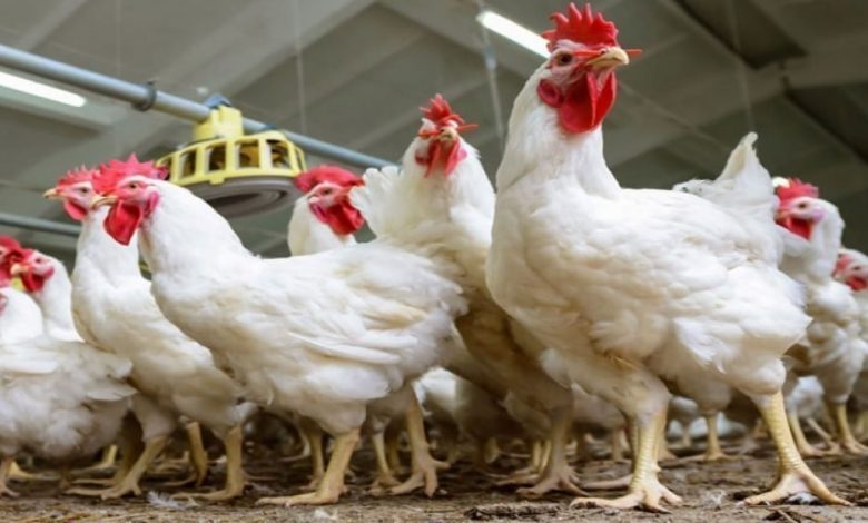 أسعار الدواجن يوم بيوم الجمعة
