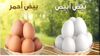 Photo of بورصة البيض رشاد حمزة اليوم