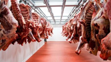 Photo of أسعار اللحوم الحية اليوم تحديث أكتوبر 2025-سعر الكوارع اليوم أكتوبر 2025