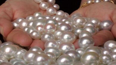 Photo of سعر اللؤلؤ الطبيعي في مصر 2025 وأماكن بيع اللؤلؤ الطبيعي في مصر