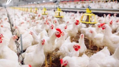 Photo of بورصة الدواجن عبدالله درويش اسعار الدواجن اليوم