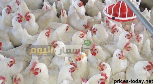 أسعار بورصة الدواجن اليوم