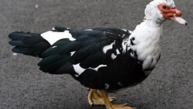 Photo of سعر البط المسكوفي لحم اليوم