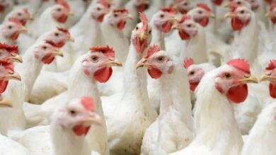 Photo of سعر كيلو الفراخ البيضاء