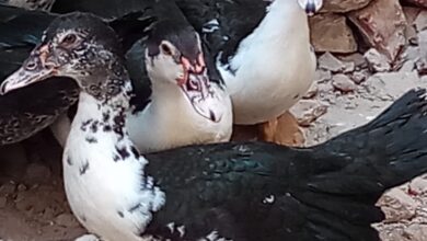 Photo of بورصة البط البلدى اليومية