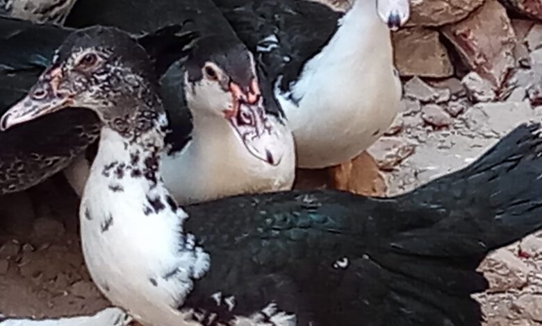 اسعار البط البلدى اليوم تحديث يومى