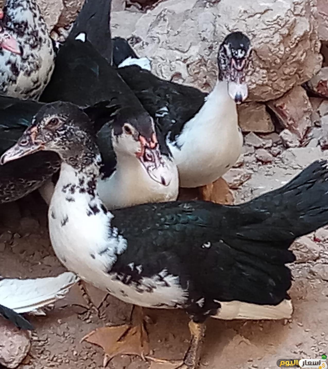 اسعار البط البلدى اليوم تحديث يومى