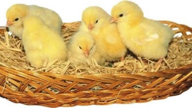 Photo of سعر الكتكوت الأبيض عمر يوم اليوم السبت 3-5-2025