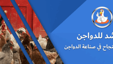 Photo of أسعار الدواجن في المرشد للدواجن اليوم السبت 2-5-2025