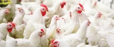 Photo of بورصة الدواجن الرئيسية اسعار الدواجن اليوم