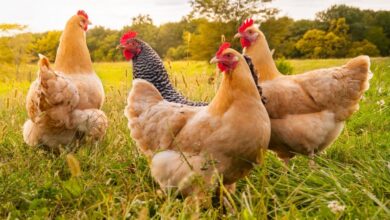 Photo of أسعار الفراخ البلدي اليوم اخر تحديث