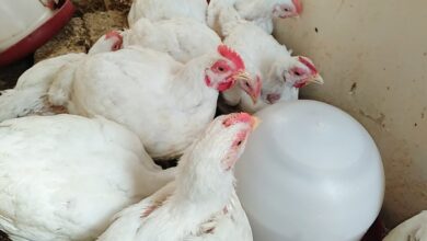 Photo of بورصة البيض والكتاكيت السيد خاطر