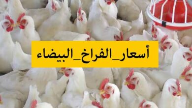 Photo of سعر كيلو الفراخ اليوم اخر تحديث